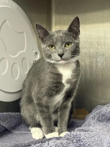 A baby medium-sized female Domestic Short Hair cat named Kamara for adoption in West Chester, PA