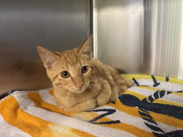 A baby small-sized male Domestic Short Hair cat named Mitchell for adoption in Grand Prairie, TX