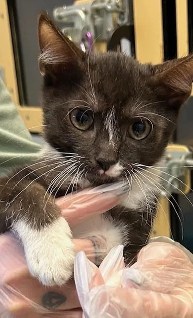 A baby small-sized male Black & White / Tuxedo Domestic Short Hair cat named Mathis for adoption in Anoka, MN