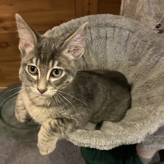 A baby small-sized male Gray / Blue / Silver Domestic Short Hair cat named Twix for adoption in Grand Island, NE
