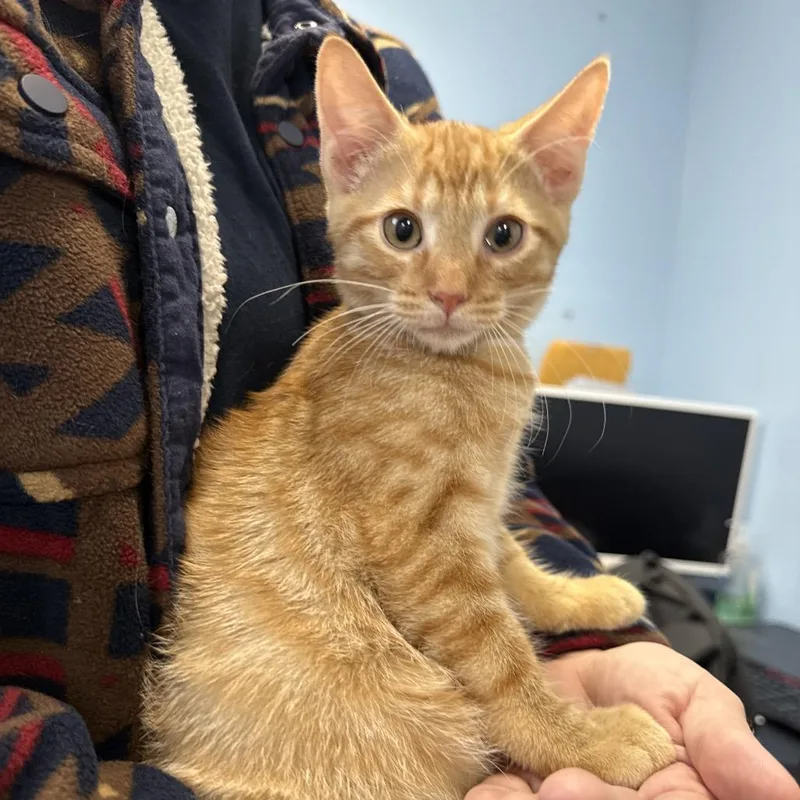 A baby small-sized male Orange / Red Domestic Short Hair cat named Ronny for adoption in Wahiawa, HI
