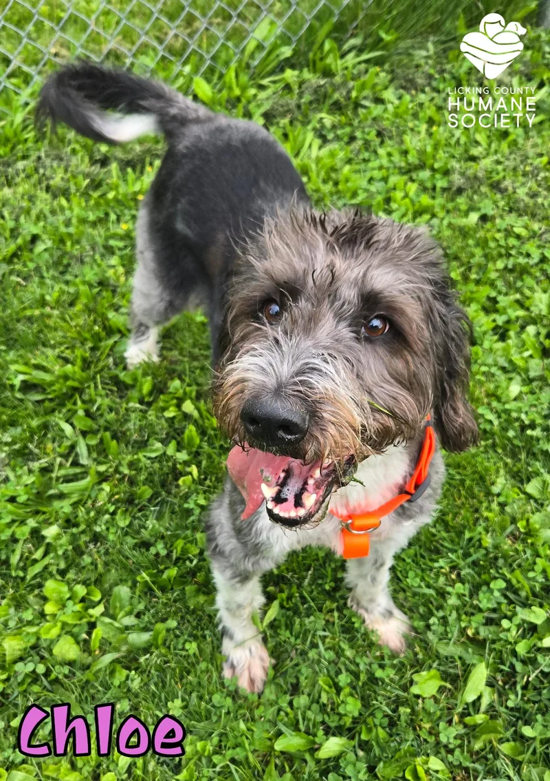An adult large-sized female Standard Poodle dog named Chloe for adoption in Heath, OH