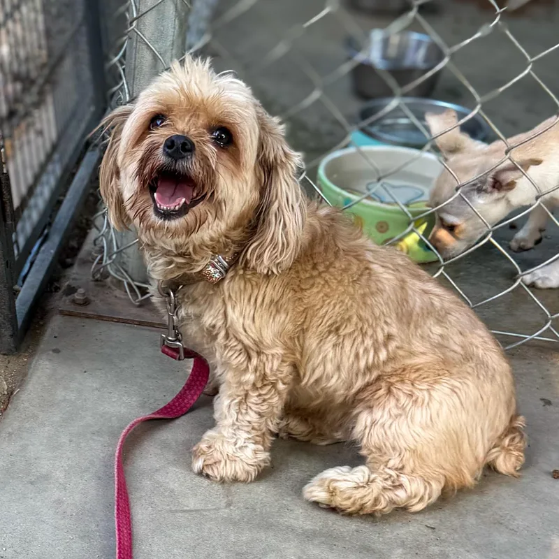 A senior small-sized female Red / Chestnut / Orange Yorkshire Terrier dog named Coco Girl for adoption in Fresno, CA