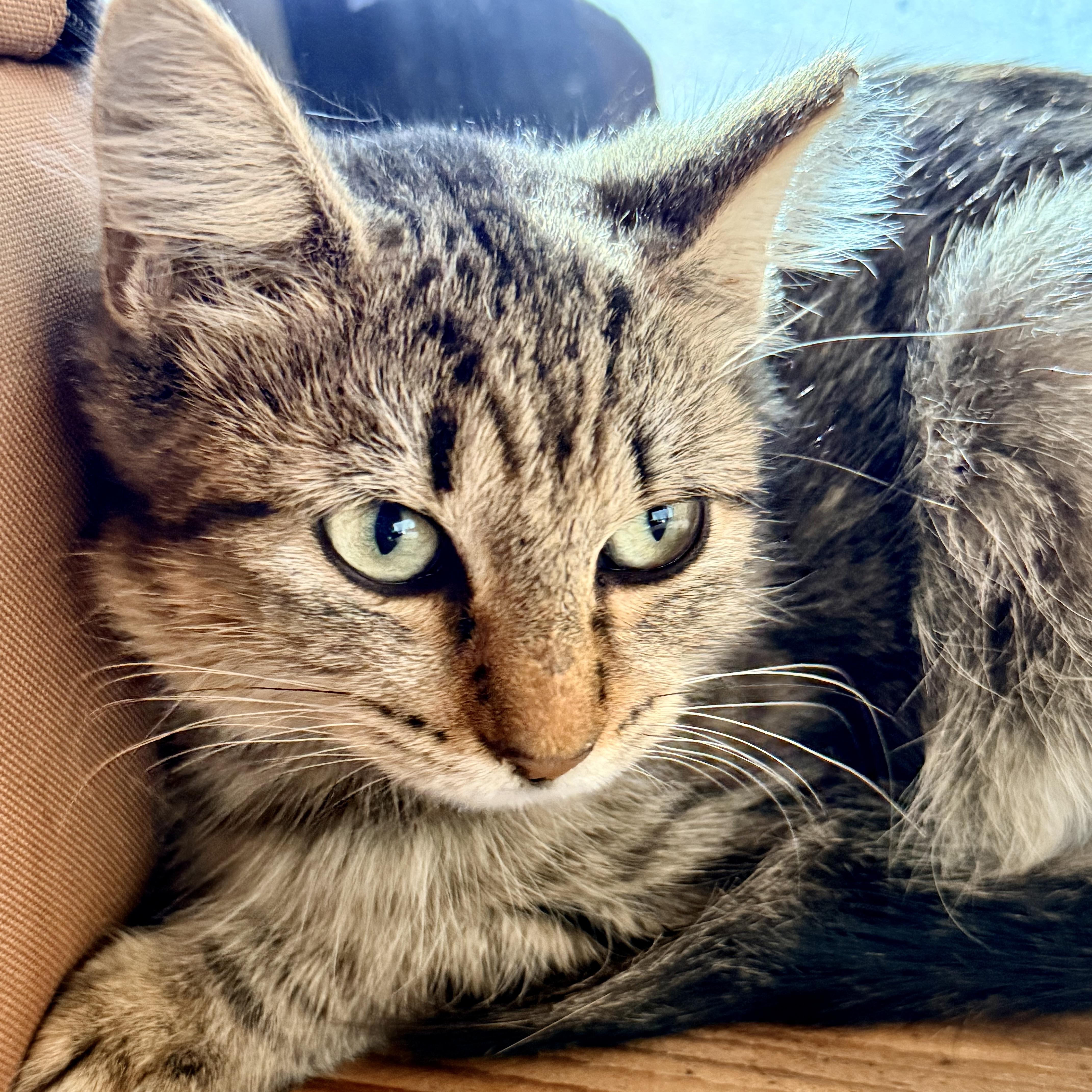 A baby small-sized female Tabby (Brown / Chocolate) Domestic Medium Hair cat named Bella for adoption in Liverpool, TX