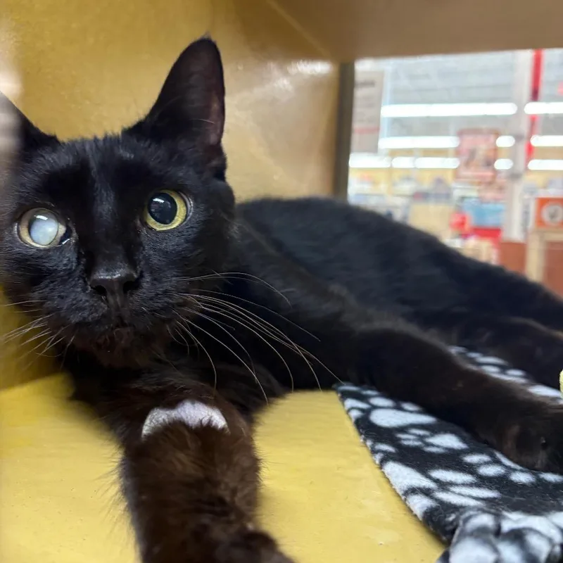 A senior large-sized male Black Domestic Short Hair cat named Blackley for adoption in Hamburg, NY