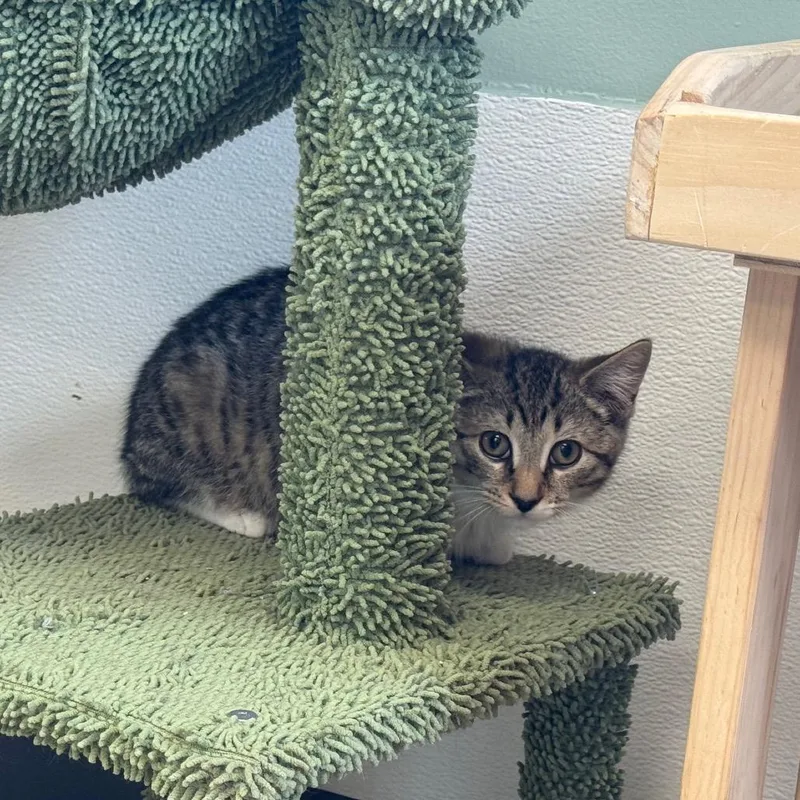 A baby small-sized male Domestic Short Hair cat named Beavis for adoption in Easton, PA