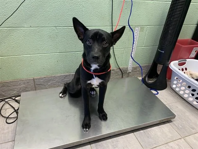 A young large-sized male Labrador Retriever dog named Benny for adoption in Grand Prairie, TX