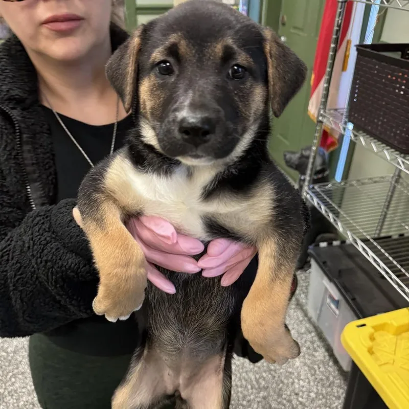 A baby small-sized female Black Hound dog named Cindy Aka Cinderella for adoption in LaGrange, GA
