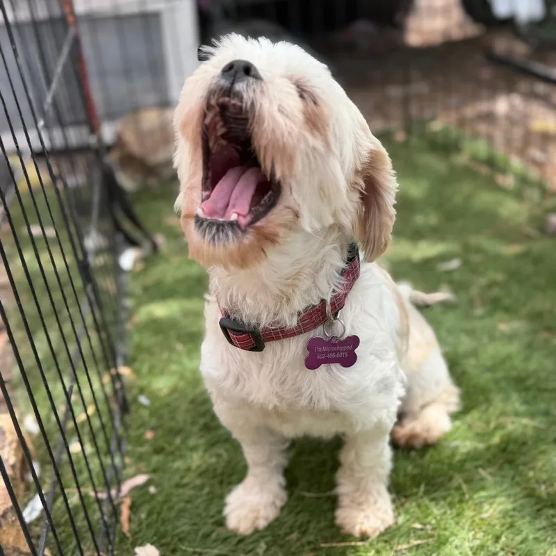 Lila