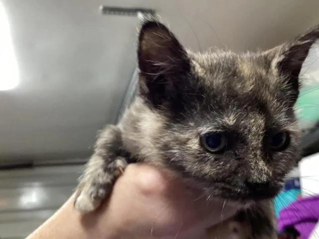 A baby medium-sized female Tortoiseshell Domestic Short Hair cat named Stan for adoption in Lemoyne, PA