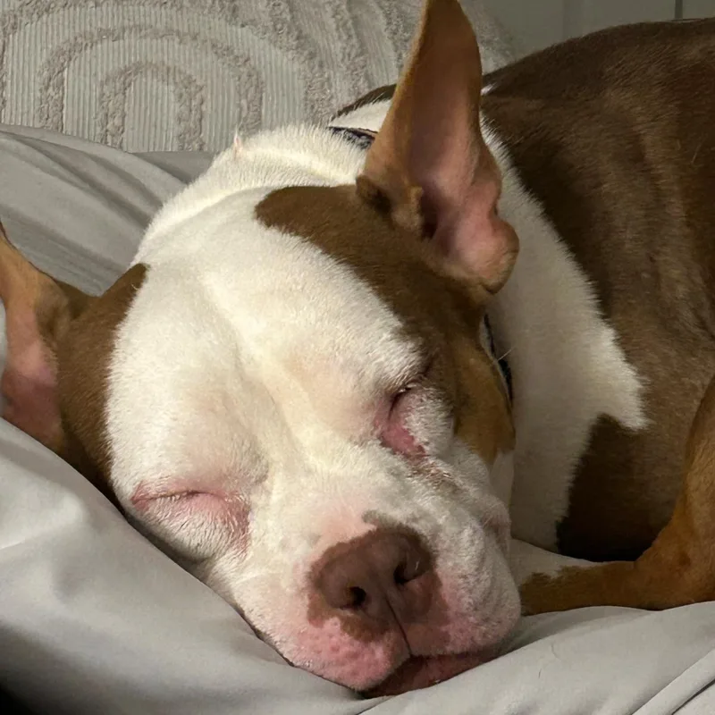 An adult medium-sized female White / Cream American Bulldog dog named Rue for adoption in Houston, TX