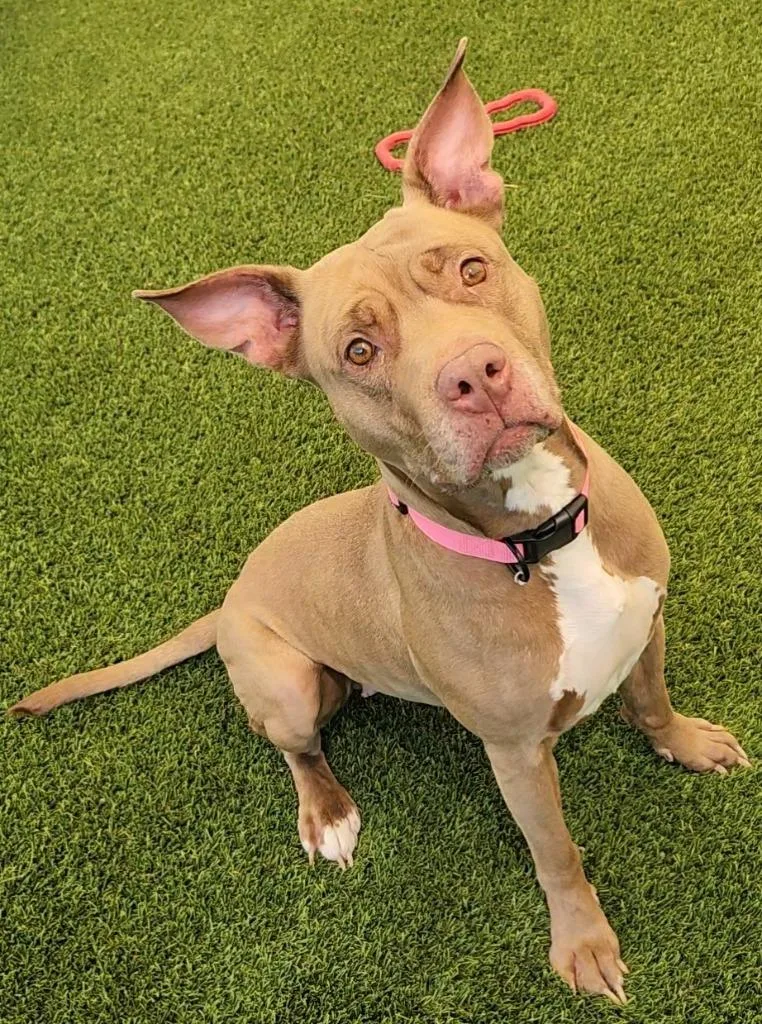 An adult medium-sized female Yellow / Tan / Blond / Fawn Pit Bull Terrier dog named Ginger for adoption in Frankfort, KY