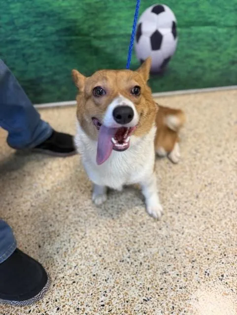 An adult small-sized female Cardigan Welsh Corgi dog named Cutie Patuti for adoption in Miami, FL