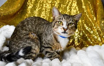 An adult small-sized male Domestic Short Hair cat named Sox for adoption in Yakima, WA