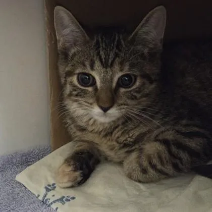 A baby small-sized female Domestic Short Hair cat named Sugar Cookie for adoption in Voorhees, NJ