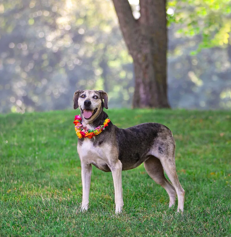 An adult medium-sized female Catahoula Leopard Dog dog named Skye for adoption in Coatesville, PA