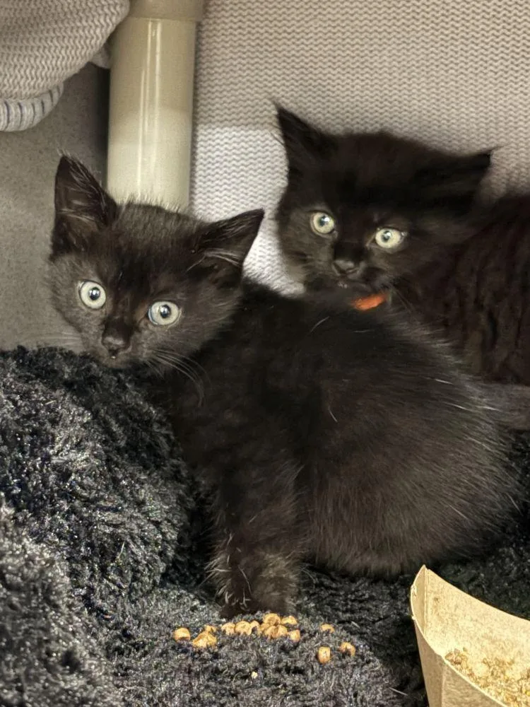 A baby small-sized female Black Domestic Short Hair cat named Caution for adoption in Alexandria, VA