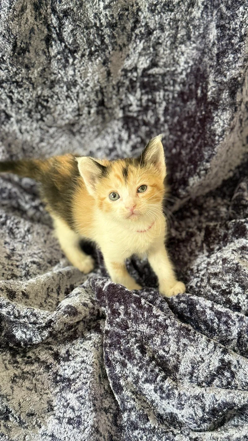 A baby small-sized female Calico Domestic Short Hair cat named Deanna for adoption in Glendale, AZ