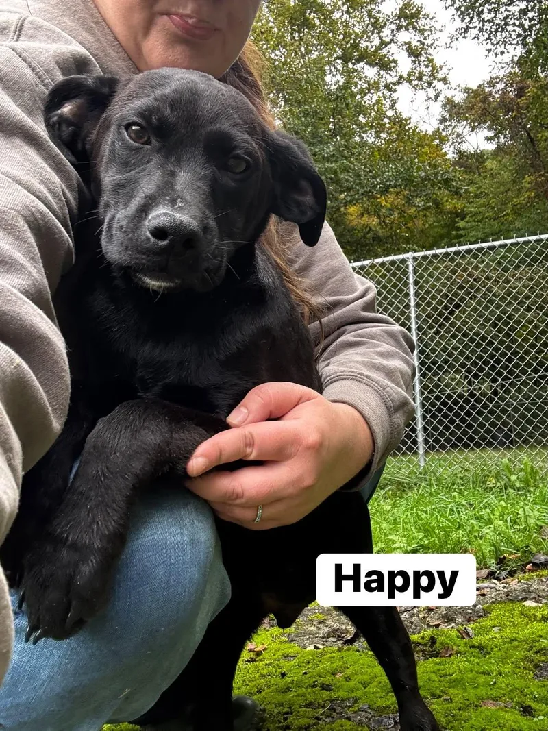 A baby medium-sized male Hound dog named Happy for adoption in Hinton, WV