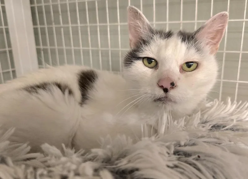 A senior large-sized female Domestic Medium Hair cat named Breezy for adoption in Vancouver, WA