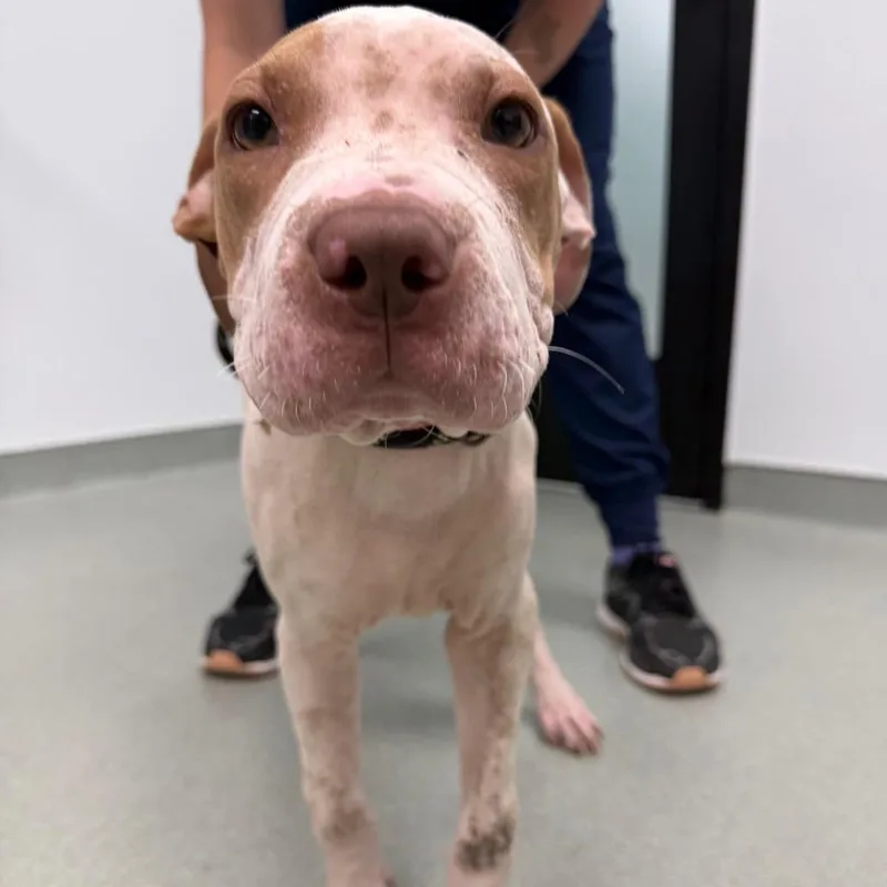 A baby medium-sized female Shar-Pei dog named Whimsey for adoption in Abilene, TX