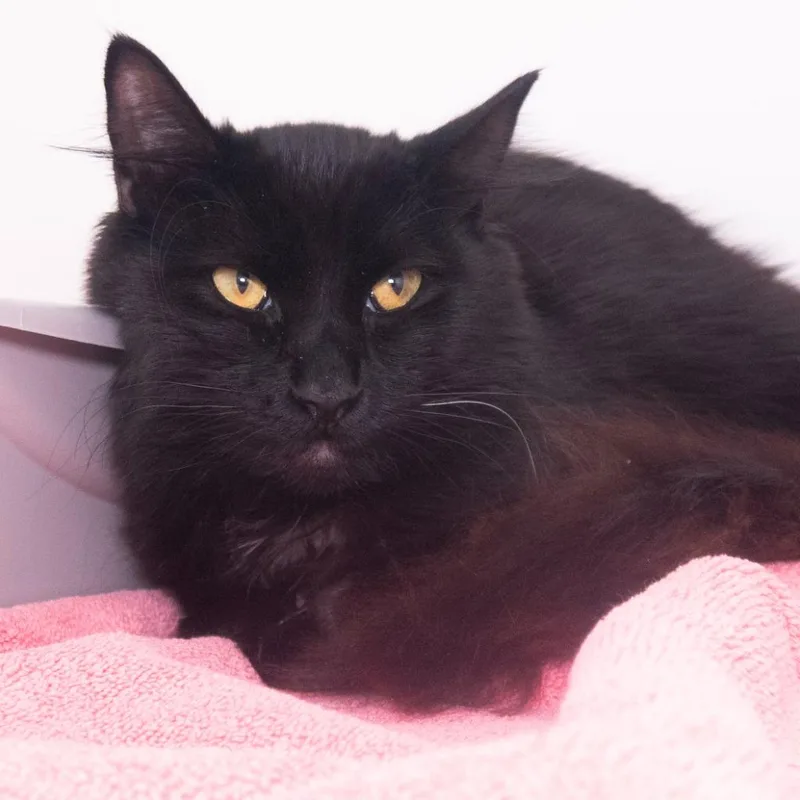 A young medium-sized male Domestic Short Hair cat named Devin for adoption in Shoreline, WA