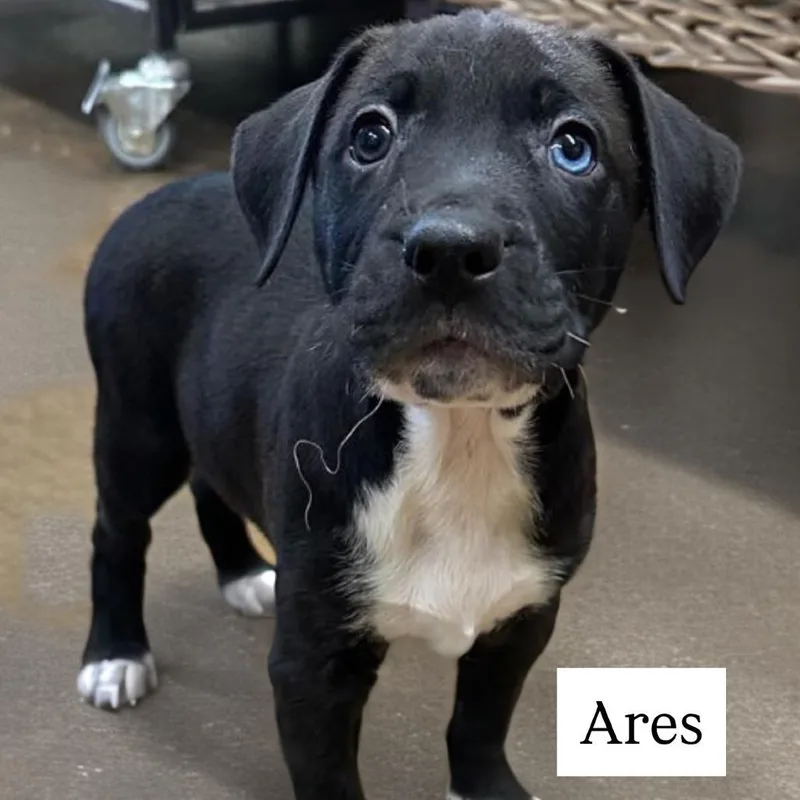 A young medium-sized male Black Pit Bull Terrier dog named Ares for adoption in Blaine, MN