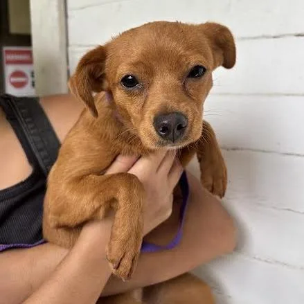 A baby small-sized female Red / Chestnut / Orange Chihuahua dog named Trinity for adoption in Sonoma, CA