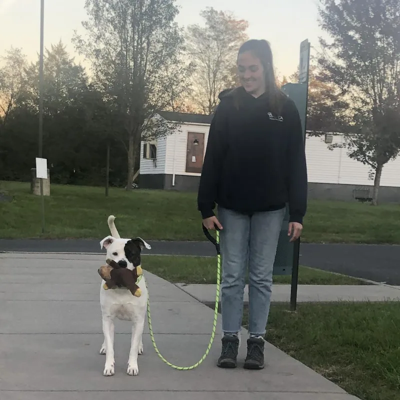 An adult large-sized male White / Cream Pit Bull Terrier dog named Gus for adoption in Harrisonburg, VA