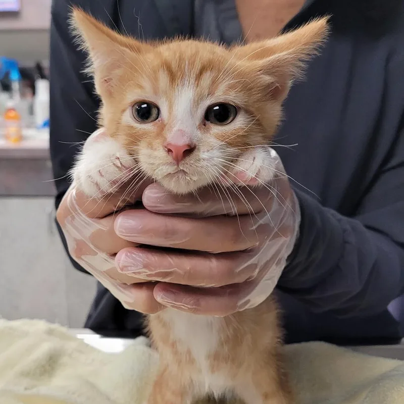 A baby small-sized male Orange / Red Domestic Short Hair cat named Smidge for adoption in Newark, NJ