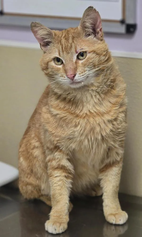 An adult medium-sized male Domestic Short Hair cat named Fernando for adoption in Vancouver, WA