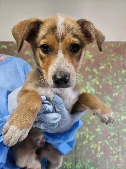 A young small-sized female Shepherd dog named Felicia for adoption in San Antonio, TX