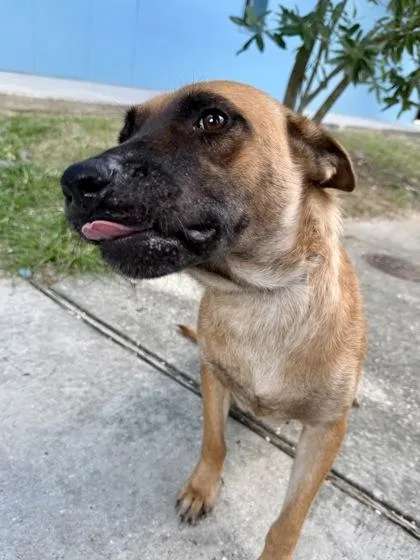An adult medium-sized female Mixed Breed dog named Micah for adoption in New Orleans, LA
