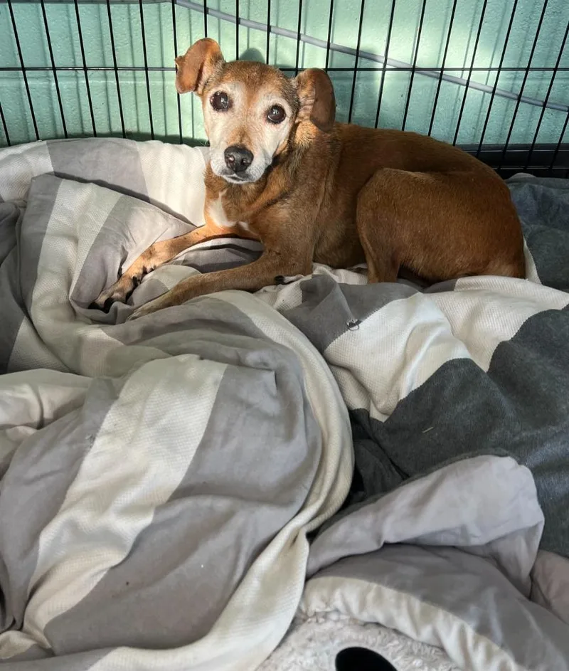 A senior small-sized female Chihuahua dog named Bessie for adoption in Chickamauga , GA