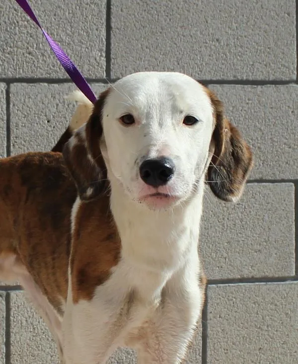 A young large-sized male Border Collie dog named Jrramen for adoption in Oceanside, CA