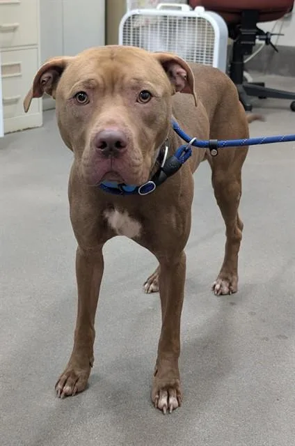 A young large-sized male Pit Bull Terrier dog named Oakley for adoption in Upper Marlboro, MD