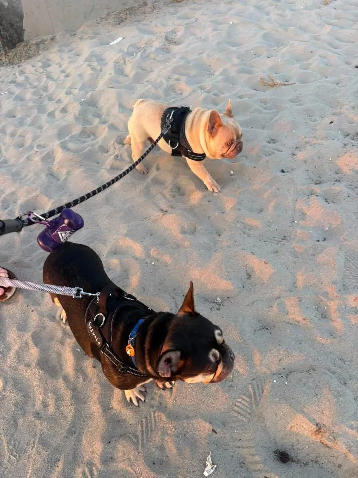 An adult medium-sized male Black French Bulldog dog named Maverick II for adoption in CLAREMONT, CA