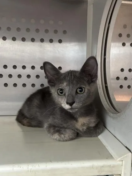 A baby small-sized female Domestic Short Hair cat named Penelope for adoption in New Orleans, LA