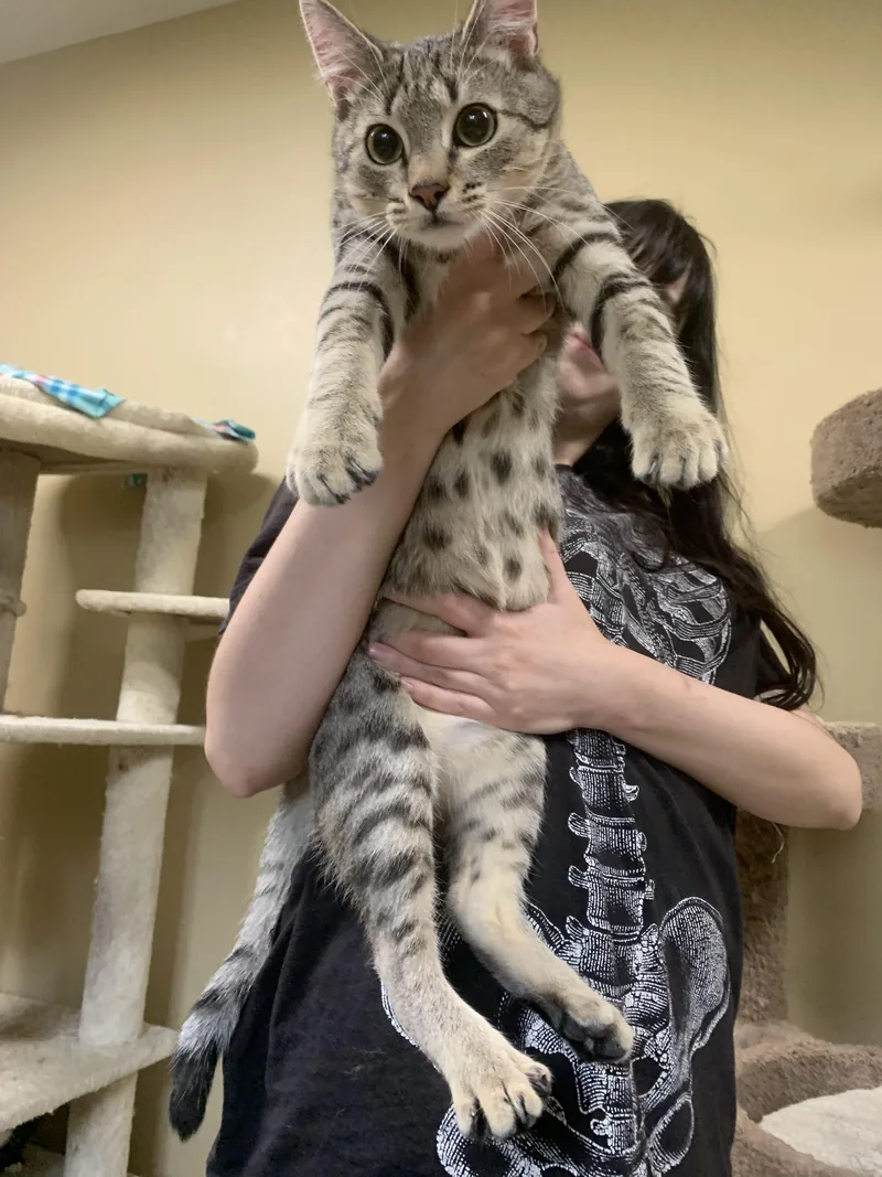 A young medium-sized male Tabby (Gray / Blue / Silver) Domestic Short Hair cat named Ozzy for adoption in Alexandria, LA