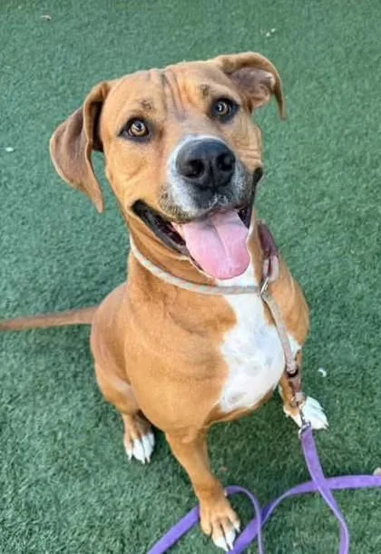An adult large-sized male Boxer dog named Ruger for adoption in Roseville, CA