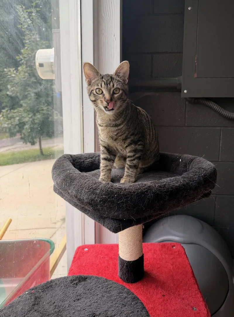 A baby medium-sized male Domestic Short Hair cat named Thyme for adoption in Nashville, TN
