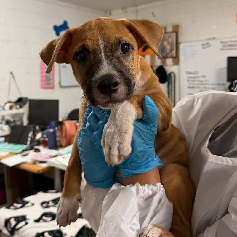 A baby medium-sized male Brown / Chocolate Boxer dog named Gio for adoption in Edinburg, TX