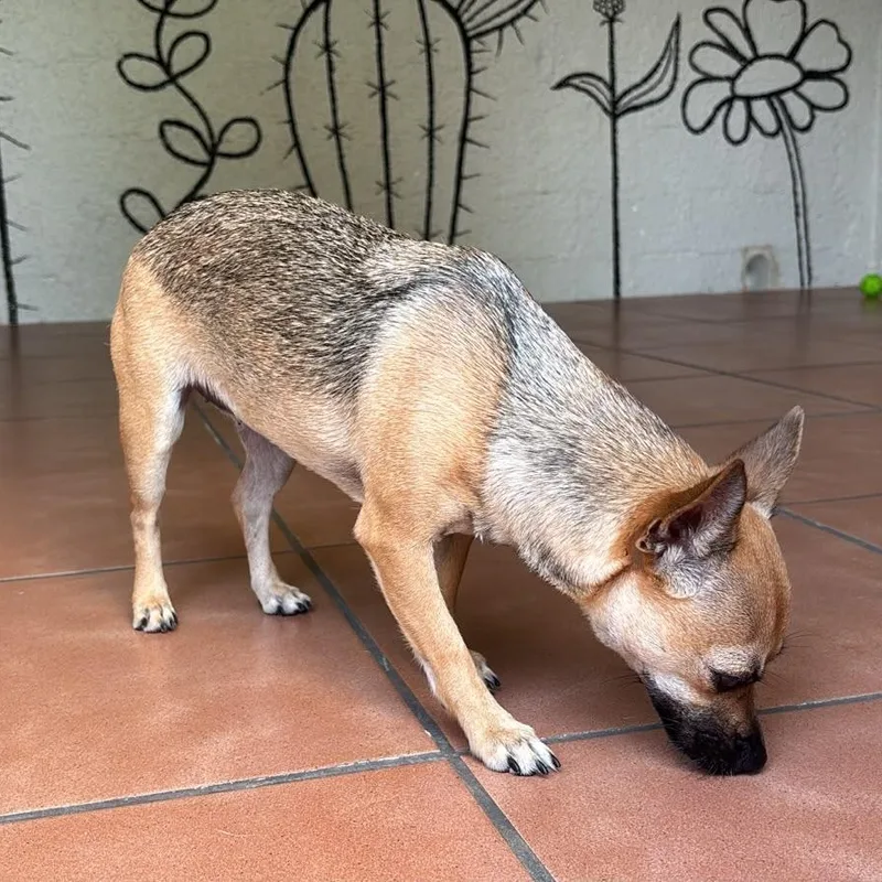 An adult small-sized female Chihuahua dog named Fiorella for adoption in Humacao, PR