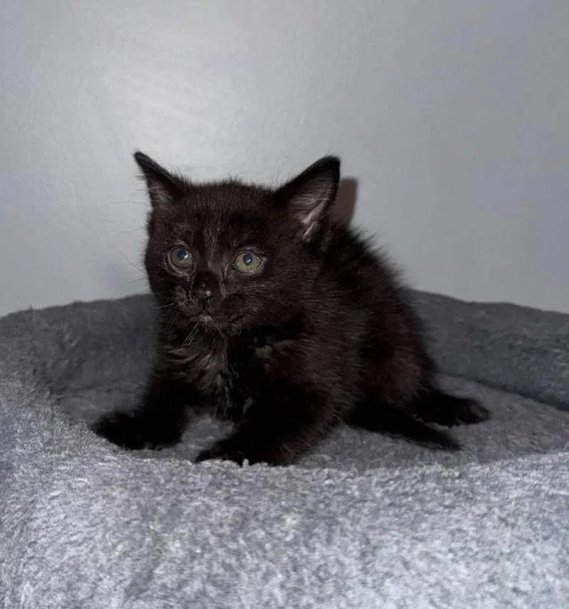 A baby small-sized female Black Domestic Medium Hair cat named Kit for adoption in Poplar Grove, IL