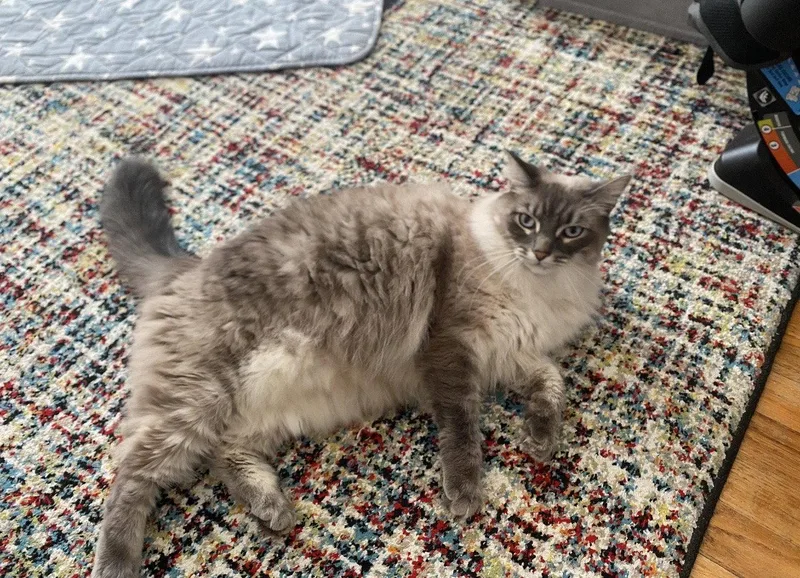 An adult medium-sized female Buff / Tan / Fawn Domestic Medium Hair cat named Isabel for adoption in Walled Lake, MI