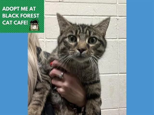 A young medium-sized female Domestic Short Hair cat named Lola for adoption in Fort Wayne, IN