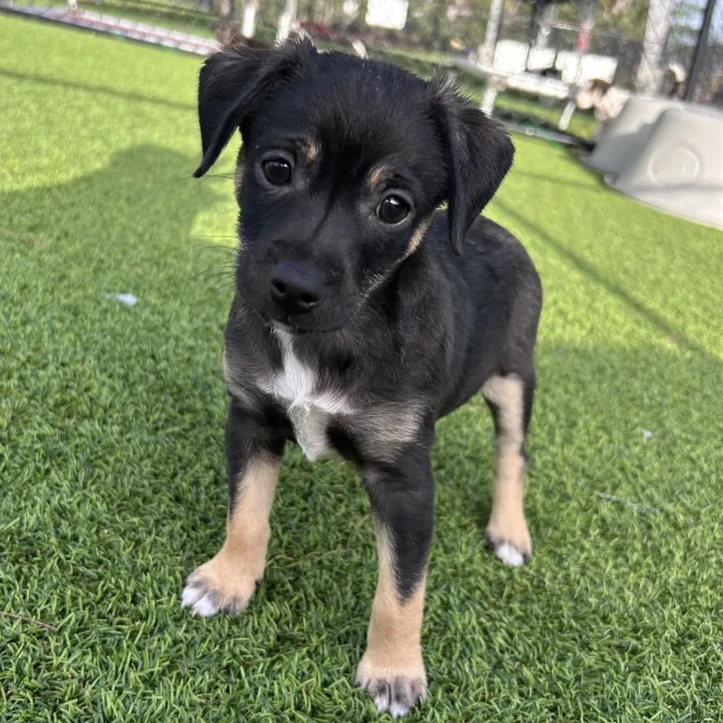 A baby small-sized male Black Mixed Breed dog named Simon for adoption in Jupiter, FL
