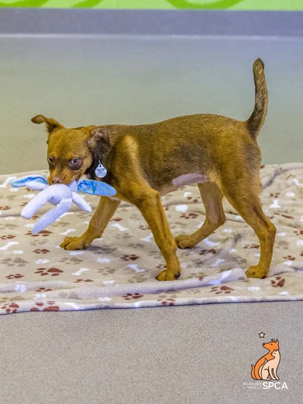 A baby medium-sized female Australian Cattle Dog / Blue Heeler dog named Georgia for adoption in Roanoke, VA