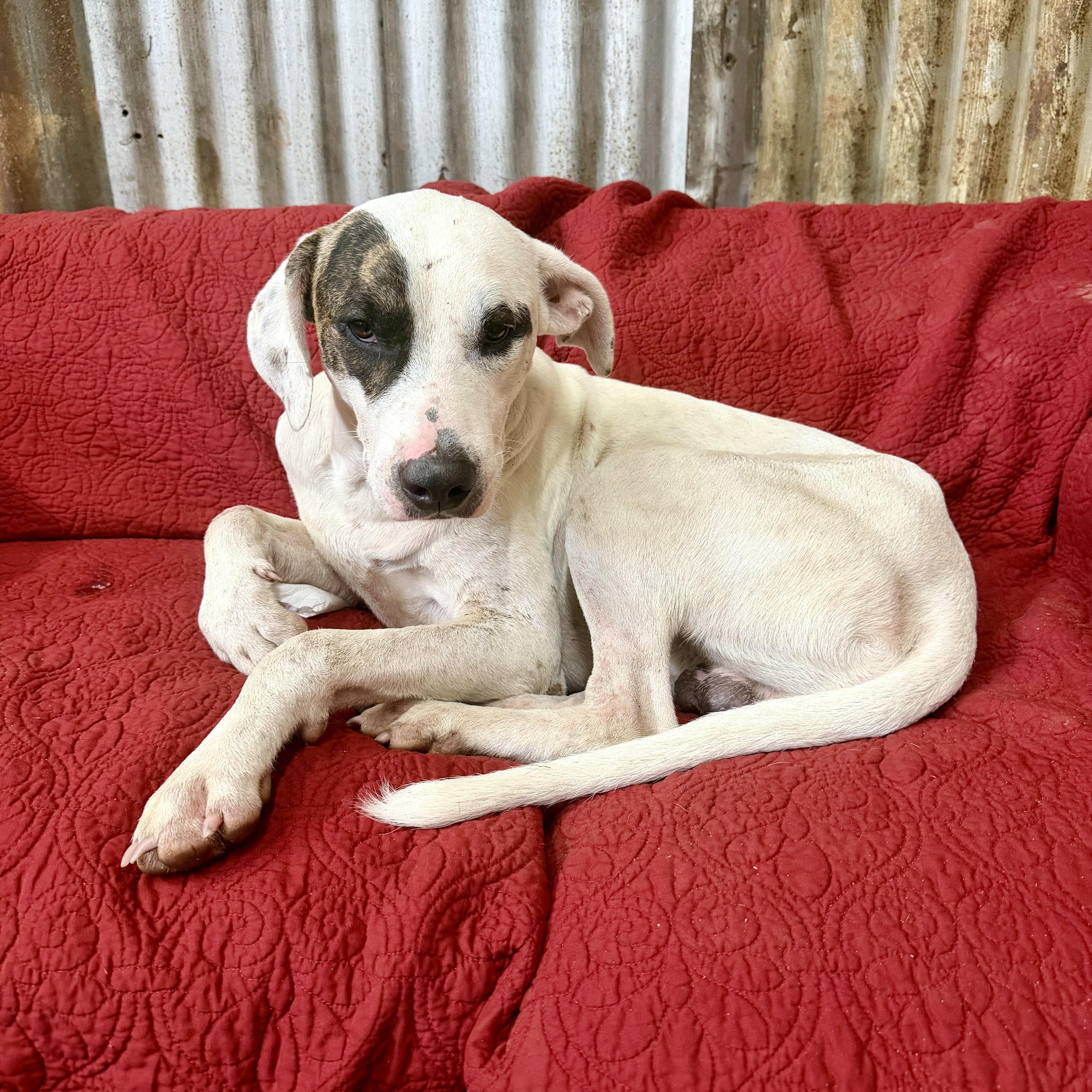 An adult medium-sized male White / Cream Mixed Breed dog named Jonah for adoption in Brewton, AL