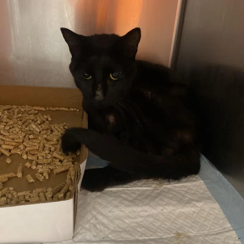 A young small-sized male Black Domestic Short Hair cat named WAGSStray for adoption in Westminster, CA